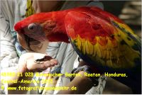 43980 21 023 Botanischer Garten, Roatan, Honduras, Central-Amerika 2022.JPG